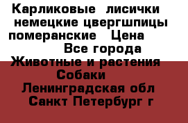 Карликовые “лисички“  немецкие цвергшпицы/померанские › Цена ­ 35 000 - Все города Животные и растения » Собаки   . Ленинградская обл.,Санкт-Петербург г.